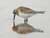 Baird's Sandpiper