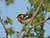 Blackburnian Warbler