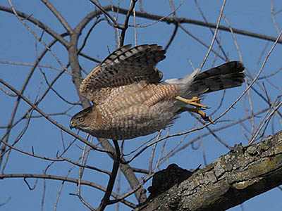 Cooper's Hawk