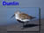 Dunlin