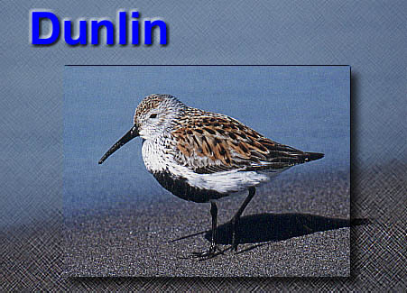 Dunlin