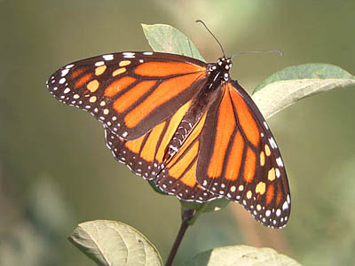 Monarch
