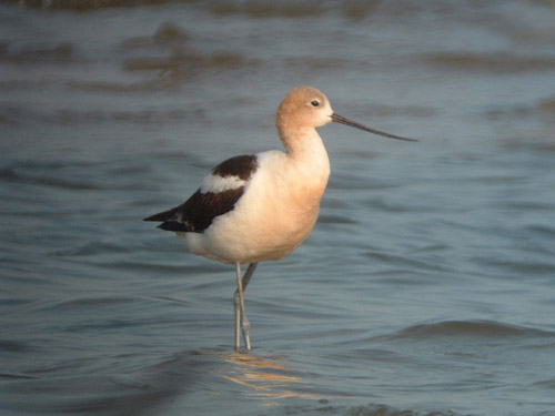 American Avocet