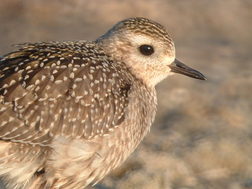 American Golden-Plover