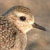 American Golden-Plover