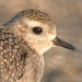 American Golden-Plover