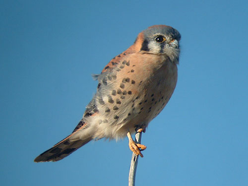 American Kestrel