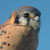 American Kestrel