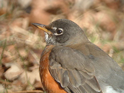 American Robin
