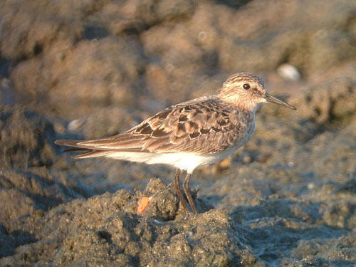 Baird's Sandpiper