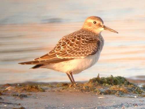 Baird's Sandpiper