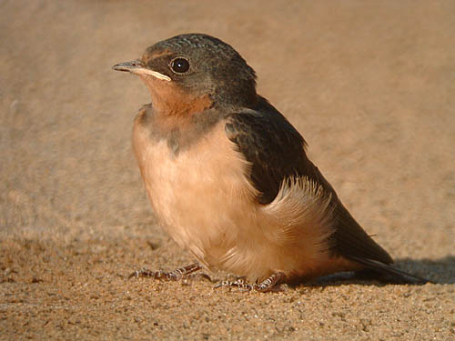 Barn Swallow