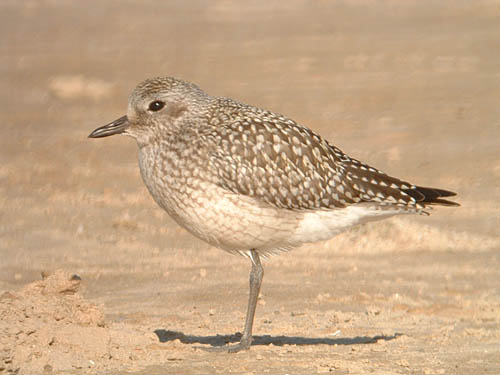 Black-bellied Plover