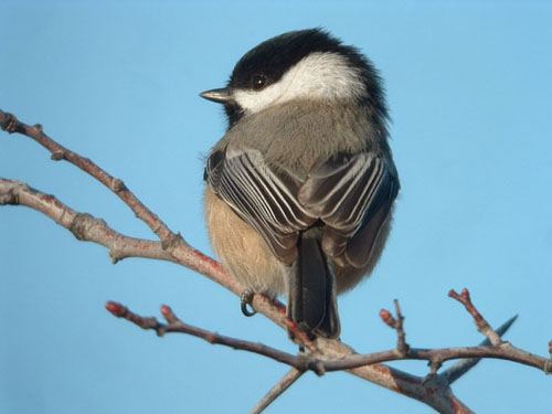 Black-capped Chickadee