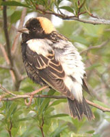 Bobolink