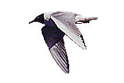 Bonaparte's Gull