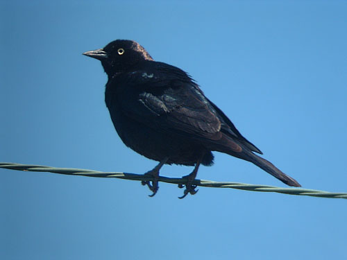 Brewer's Blackbird