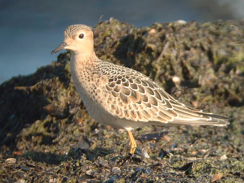 Buff-breasted Sandpiper
