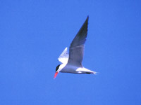 Caspian Tern