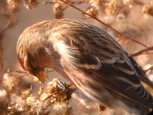Common Redpoll