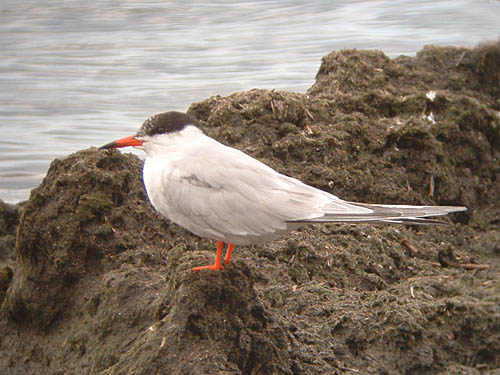 Common Tern