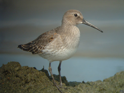 Dunlin