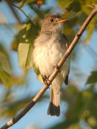 Early Fall 2005 Photo Quiz
