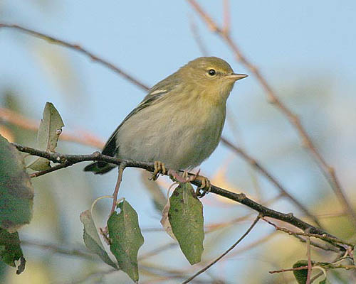 Early Fall 2007 Photo Quiz