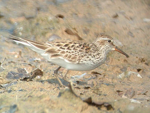 Early Fall 2008 Photo Quiz