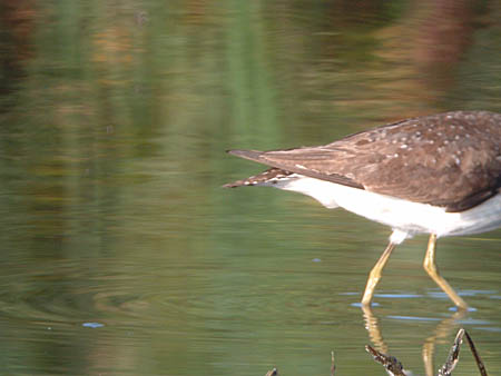 Early Spring 2004 Photo Quiz