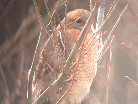 Early Spring 2006 Photo Quiz