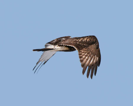 Early Spring 2007 Photo Quiz