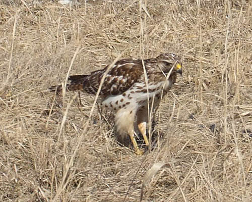 Early Spring 2008 Photo Quiz