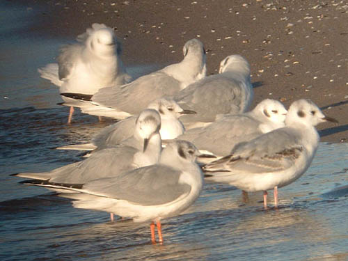 Early Spring 2009 Photo Quiz