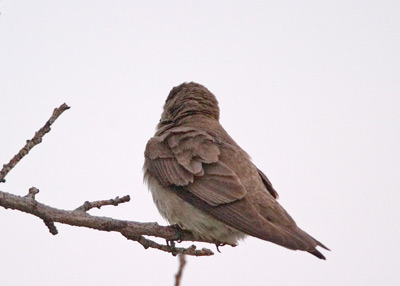 Early Summer 2004 Photo Quiz