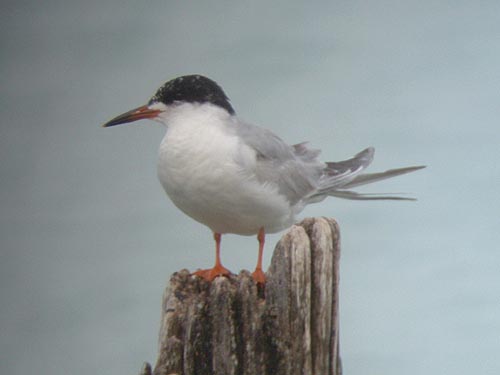 Early Summer 2005 Photo Quiz