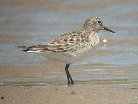 Early Summer 2006 Photo Quiz