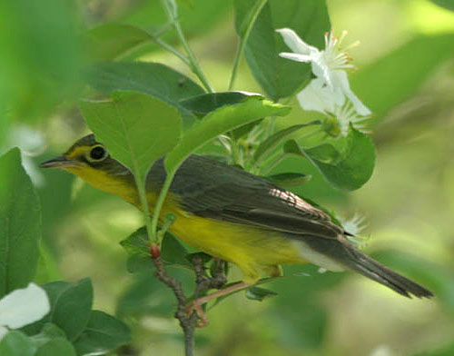 Early Summer 2008 Photo Quiz