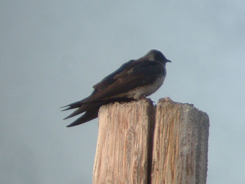 Early Summer 2009 Photo Quiz