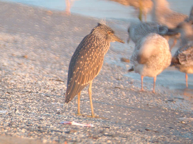 Early Summer 2010 Photo Quiz