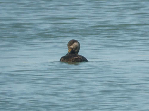 Early Winter 2008/2009 Photo Quiz