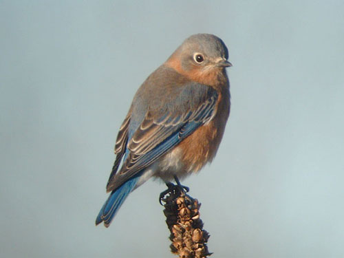 Eastern Bluebird