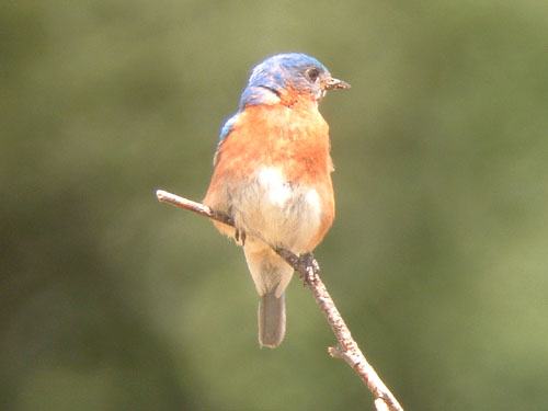 Eastern Bluebird