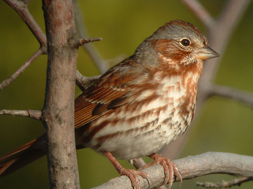 Fox Sparrow