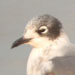 Franklin's Gull
