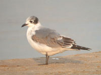 Franklin's Gull