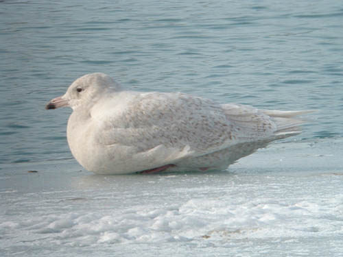 Glaucous Gull