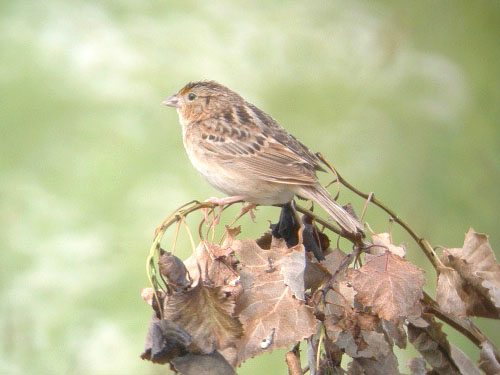 Grasshopper Sparrow
