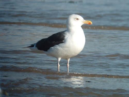 Great Black-backed Gull