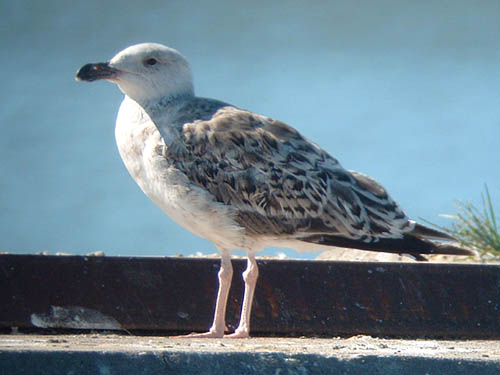 Great Black-backed Gull